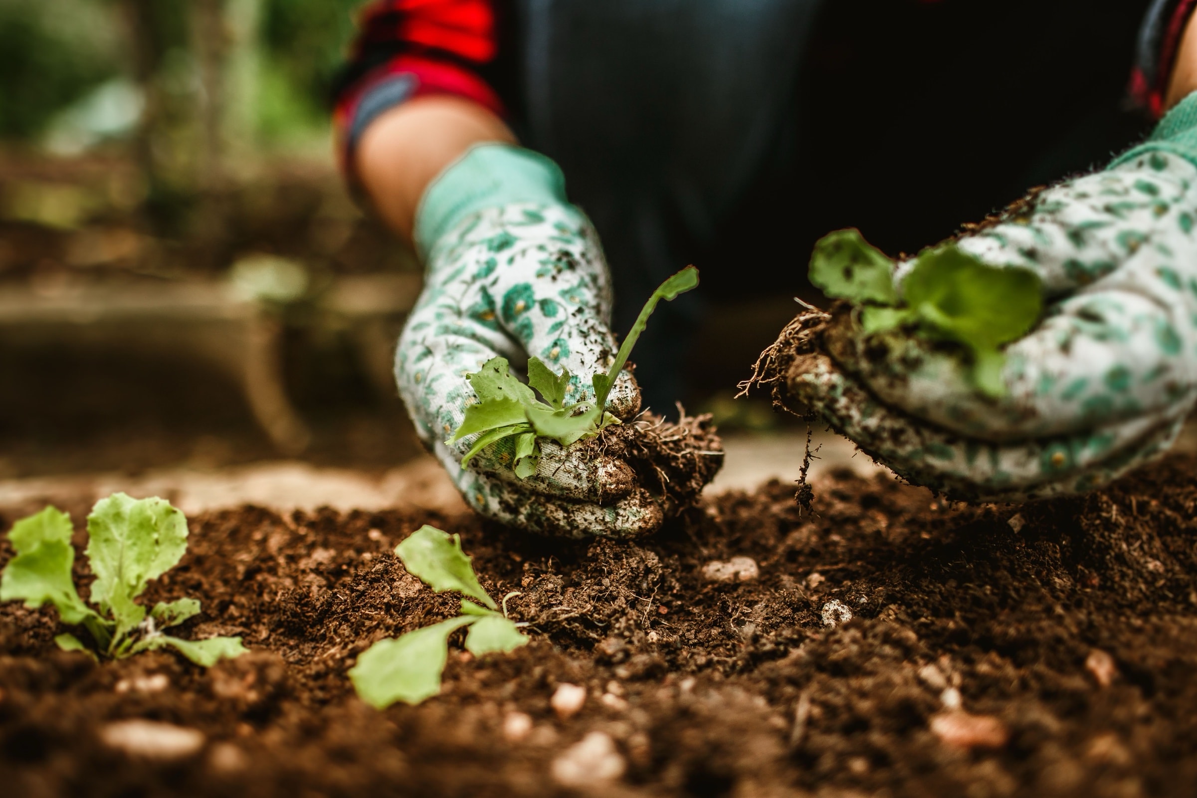 Gloved hands transplanting young seedlings into dark field soil